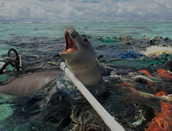 Consecuencias de la contaminación del mar por plástico - Ceuta