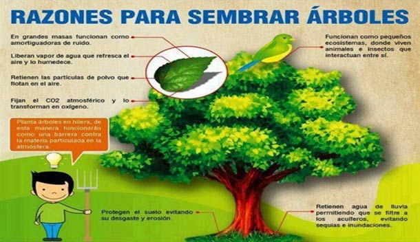 Principales beneficios de plantar árboles - Ceuta